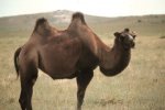 Camel_in_Mongolia.jpg
