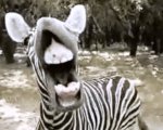 zebrapic.jpg