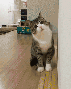 tumblr_o70w20qTrT1vp2wveo1_250.gifv