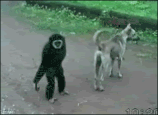 of2gN.gif