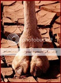 camel_toe.jpg